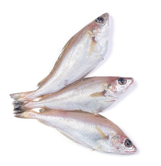 fresh whiting fish