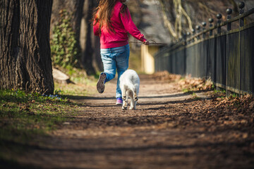 Schweizer Sch&auml;ferhund im Wald. Welpe erkundet die Umgebung.