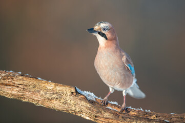jay on the branch in the winter