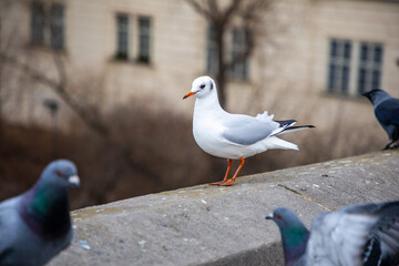 Seagulls in flight against the background of the sights of the old city, Charles Bridge and view to Vltava River, Prague Castle in Prague, Czech Republic