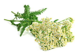 Yarrow (Achillea Millefolium) Medicinal Flower Plant. Isolated on White Background. © Gummy Bear