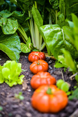 Imagen en primer plano de una huerta org&aacute;nica con tomates y acelgas reci&eacute;n regadas   