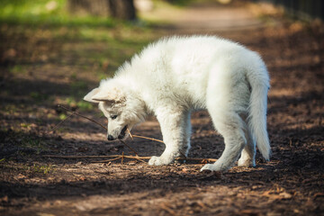 Schweizer Schäferhund im Wald. Welpe erkundet die Umgebung.