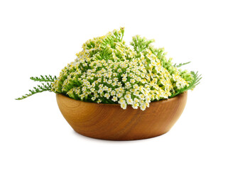 Fresh Common Yarrow in Wooden Bowl (Achillea Millefolium). Isolated on White Background. © Gummy Bear