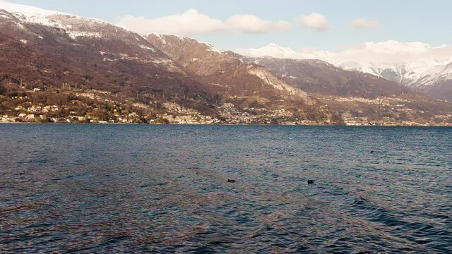 folaga swims on the lake Como