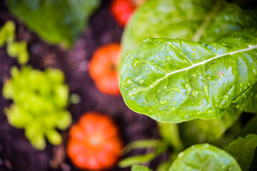 Imagen en primer plano de una huerta orgánica con tomates y acelgas recién regadas   