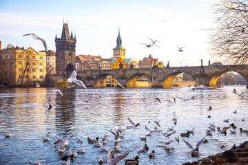 Seagulls in flight against the background of the sights of the old city, Charles Bridge and view to...