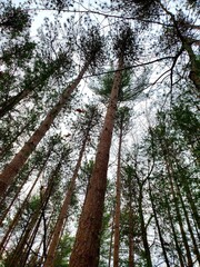 trees in the forest