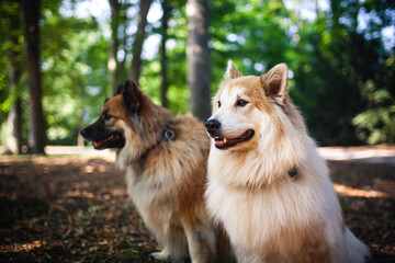 Zwei Hunde sitzen im Wald auf dem Boden.