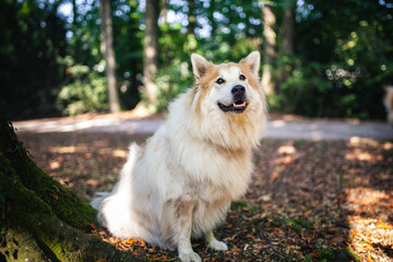 Elo sitz im Wald auf dem Boden.