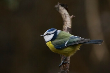 Eurasian blue tit (Cyanistes caeruleus) 