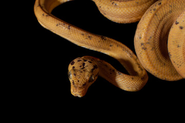 Red Amazon tree boa isolated on black