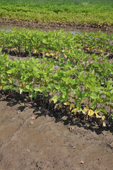 Young green damaged soybean plants in mud,  field damaged in flood, agriculture in spring