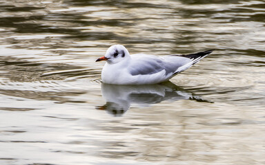 Seagull on gray wavy water surface of lake, symmetrical reflections in water