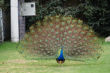 Obraz premium Un pavo real muy elegante