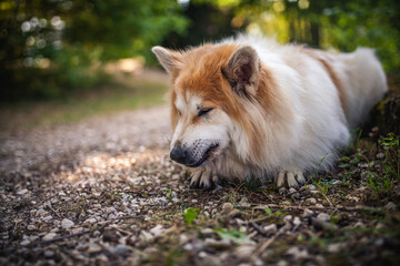 Elo liegt auf dem Boden im Park.