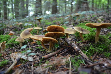 Fototapeta premium Champignon brun en forêt en automne