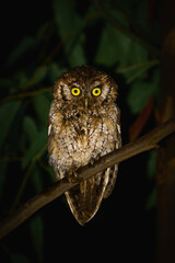great horned owl
