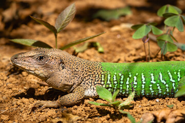 lizard on the rock