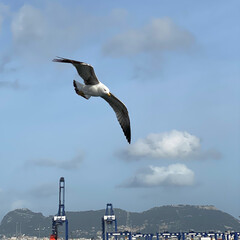 seagull in flight