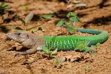 lizard on a rock