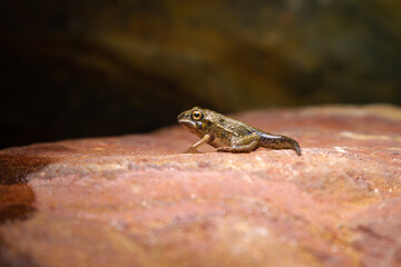 frog on the stone