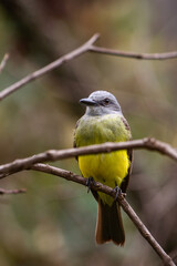 yellow bird on tree