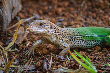 lizard on a rock