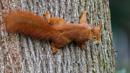 Eichhörnchen (Sciurus vulgaris) © Rolf Müller