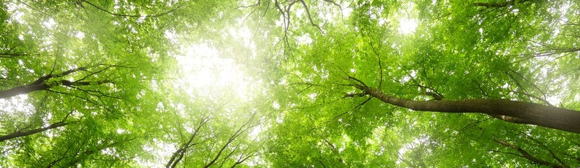 Panoramic low angle view of the mysterious green summer beech forest in Presberg, Germany. Sunlight...