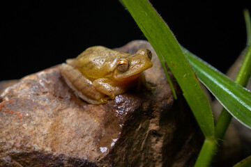 frog on a leaf