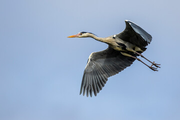 Graureiher (Ardea cinerea)