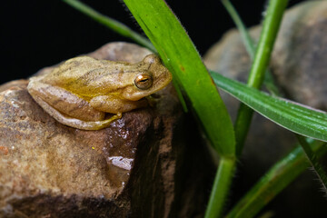 frog on the leaf