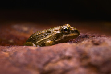 frog on the ground