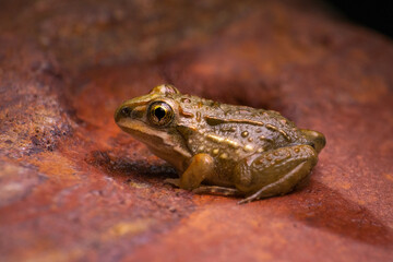 frog on the ground