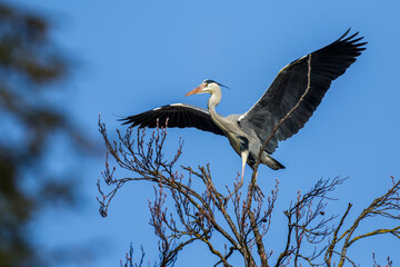 Graureiher (Ardea cinerea)