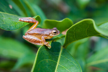 frog on a leaf