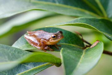 frog on the leaf