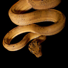 Red Amazon tree boa isolated on black