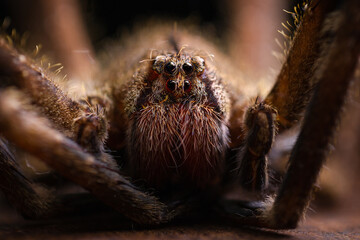 macro close up of a spider