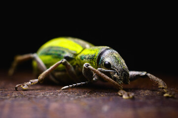 close up of a bug