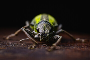 macro of a bug