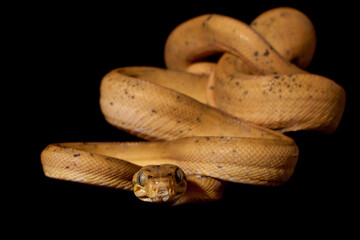 Red Amazon tree boa isolated on black