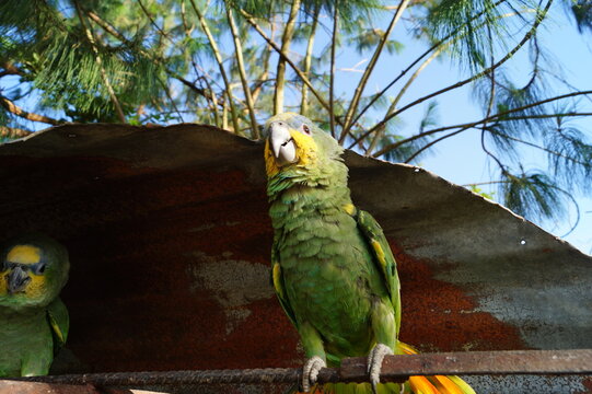 La lora parlanchina