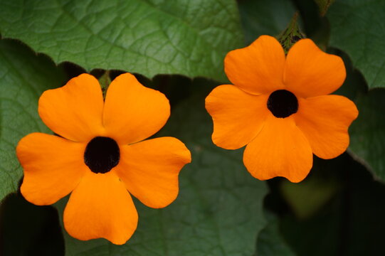 Un par de flores naranja