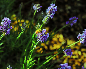 Bee on blooming lavender plant