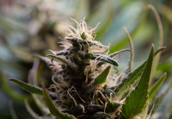 Medical marijuana harvesting green cannabis indoor.Large sativa buds