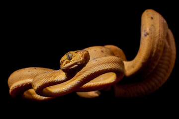 Red Amazon tree boa isolated on black