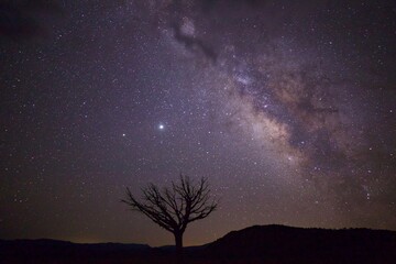 Fototapeta na wymiar Milky Way with tree