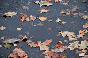 Colorful fallen oak leaves in the puddle, on the surface of the water